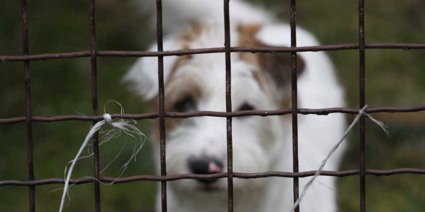 Bydgoska paka dla zwierzaka